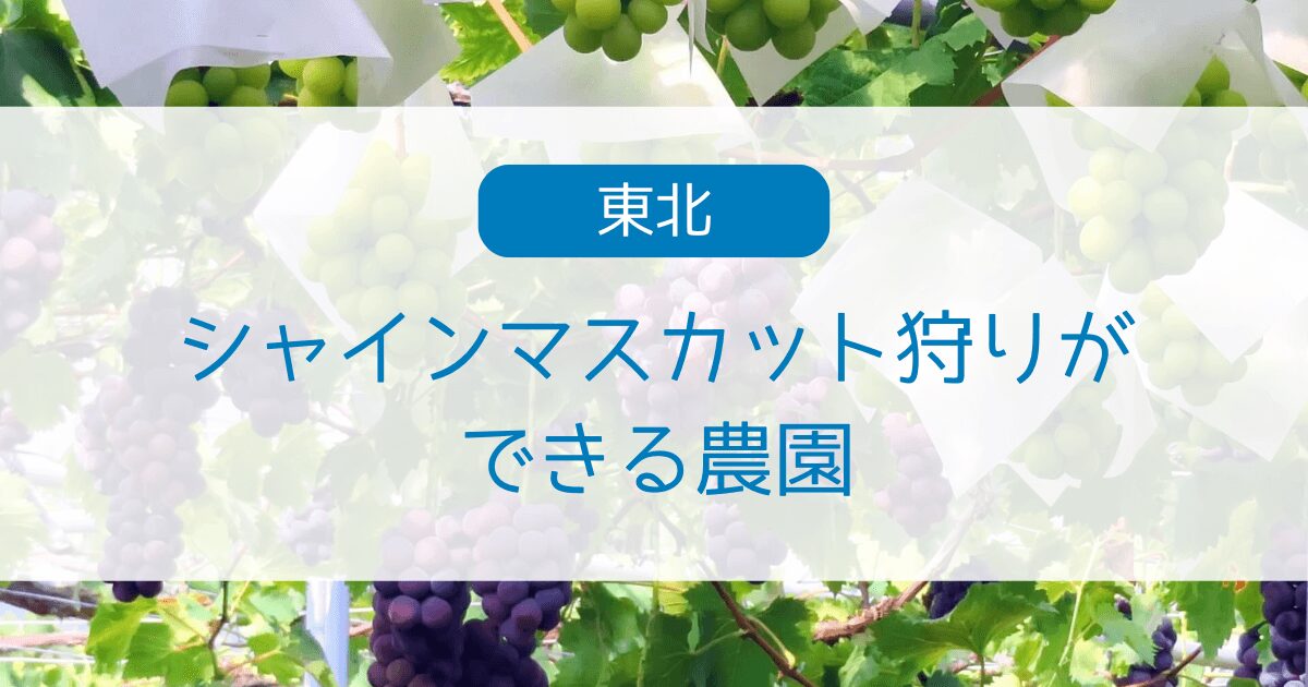 東北でシャインマスカット狩りができる！山形・宮城のおすすめ農園【2025年最新】